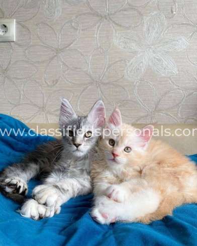 Maine Coon Kittens For Sale Near Me.'_'.1