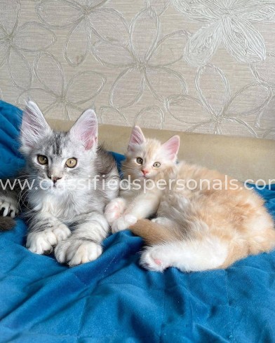 Maine Coon Kittens For Sale Near Me.'_'.2