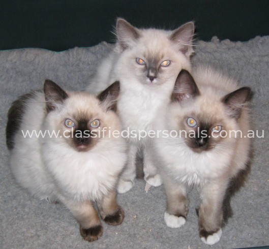 Ragdoll Kittens.'_'.1